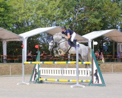jumper Palomina GE (German Sport Horse, 2011, from Quick Amour GE)