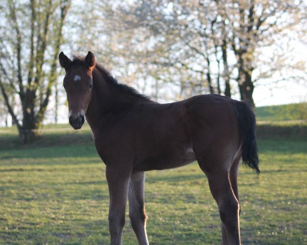 horse Carli Kugelblitz (Westphalian, 2020, from Cascavelle NT)
