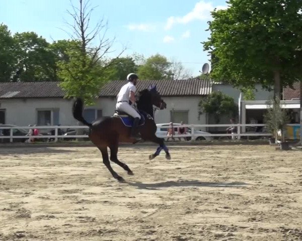 Reitturnier Köln-Seeberg 2016