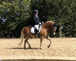 dressage horse Johnny Walker 68 (unknown, 2006)