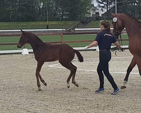 horse HF von Conthargos (Oldenburg show jumper, 2019, from Conthargos)
