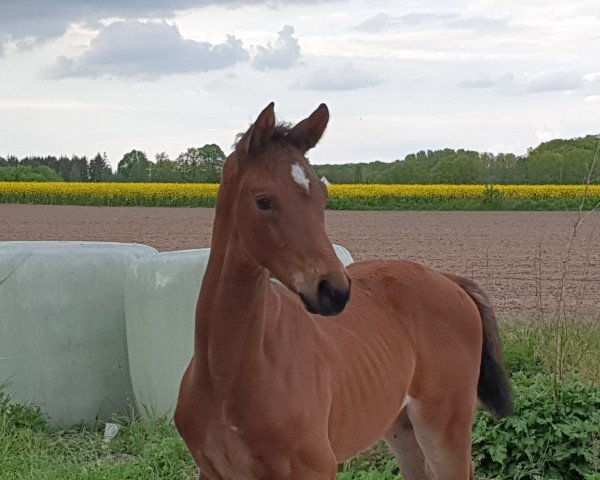 horse HF von Erdinger (Oldenburg, 2019, from Erdinger)