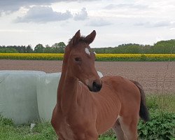 horse HF von Erdinger (Oldenburg, 2019, from Erdinger)