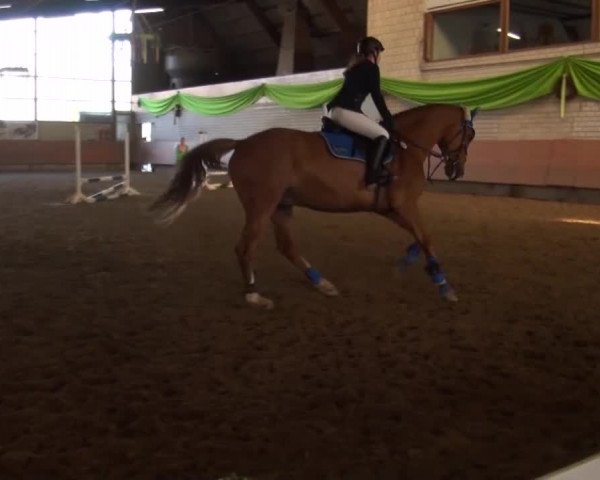 Reitturnier Hellefeld 2016