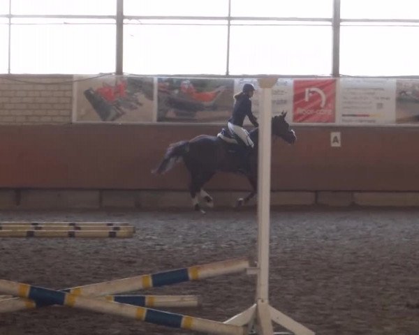 Reitturnier Hellefeld 2016