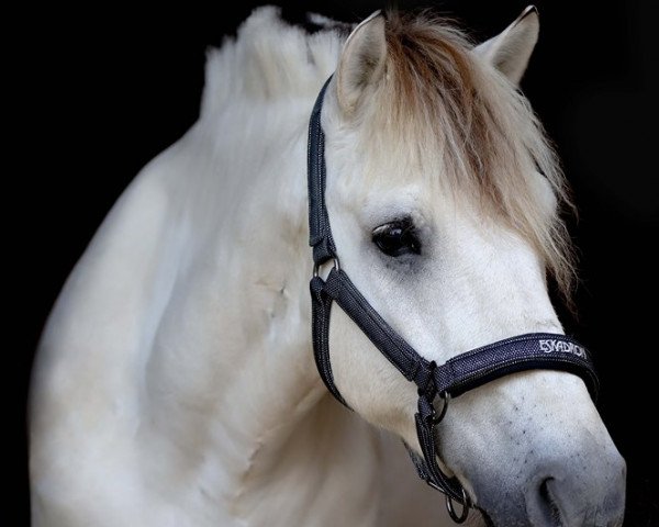 horse Haru von der Bergesruh (Fjord Horse, 2011, from Honning)