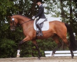 Dressurpferd Henrieke 3 (Holsteiner, 2015, von Rock Forever NRW)
