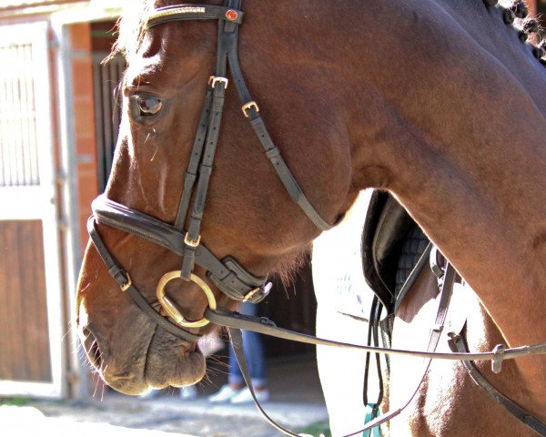 jumper Geronimo 726 (KWPN (Royal Dutch Sporthorse), 2011, from Spartacus TN)