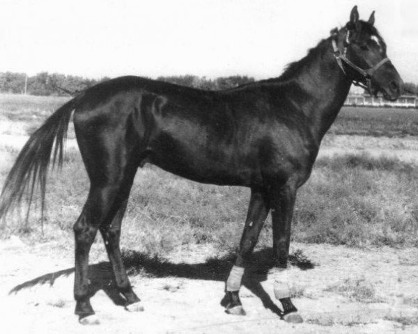 stallion Karasuchum (Akhal-Teke, 1978, from Gindukush) stallion Karasuchum (Akhal-Teke, 1978, from Gindukush)