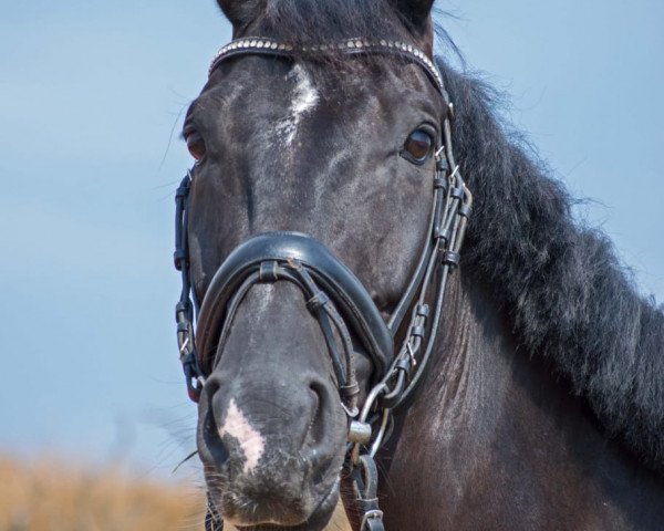 Pferd Merlin (Hannoveraner, 2007, von Matchos As)