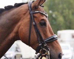Dressurpferd Armani 294 (Hannoveraner, 2011, von Alabaster)