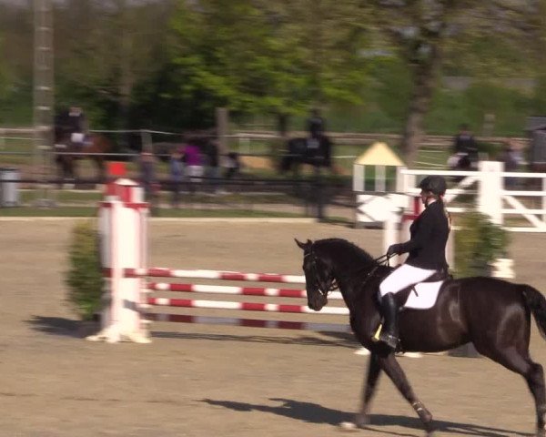 Reitturnier Hamm-Rhynern 2016