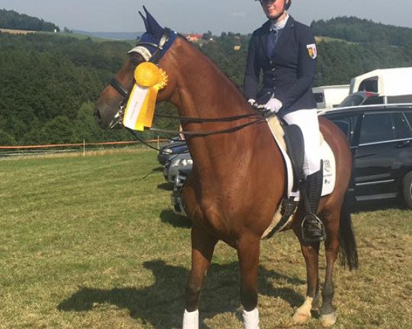 dressage horse Indigo 146 (Bavarian, 2007, from In Flagranti)