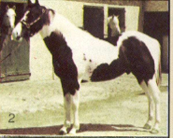 stallion Magic Rascal (Paint Horse, 1986, from Ima Poppin Rascal) stallion Magic Rascal (Paint Horse, 1986, from Ima Poppin Rascal)
