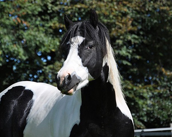 stallion Jessy Texas Bingo (Paint Horse, 2007, from Texas Rascal)