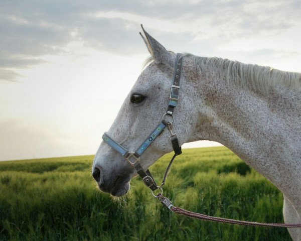 horse Waleska 257 (Hanoverian, 1994, from Wanderbursch II)
