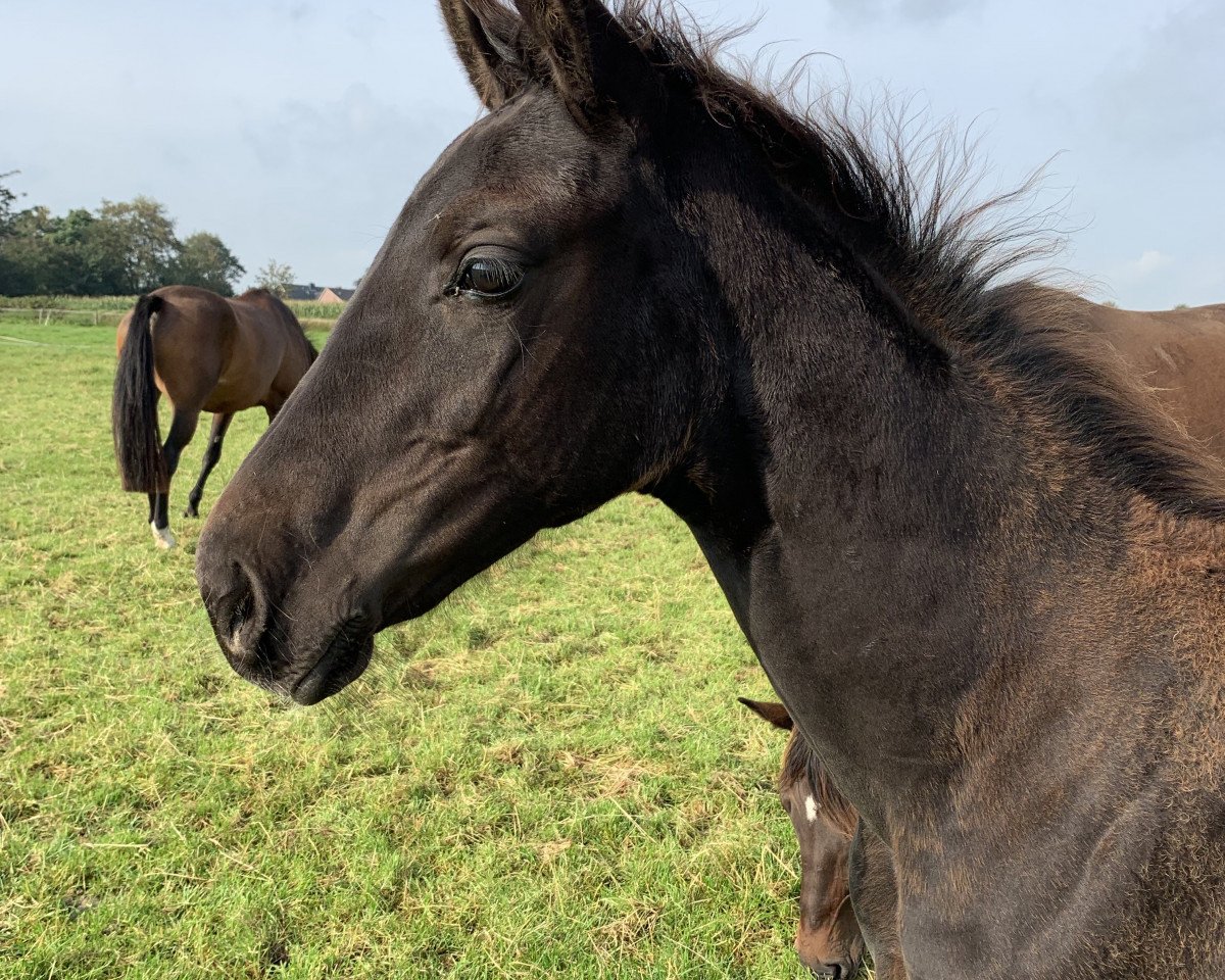horse Royal Rain (Oldenburg, 2019, from Rubin Royal OLD)