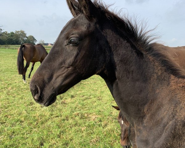 horse Royal Rain (Oldenburg, 2019, from Rubin Royal OLD)