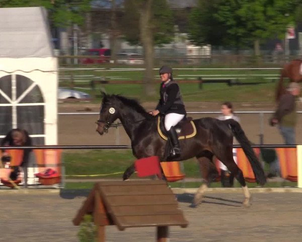 Reitturnier Hamm-Rhynern 2016