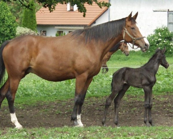 broodmare Kaskade XVIII (Trakehner, 2004, from Kapriolan F)