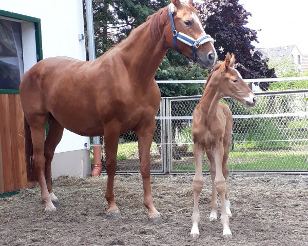 broodmare De Nira Marleen (Hanoverian, 2019, from De Niro)