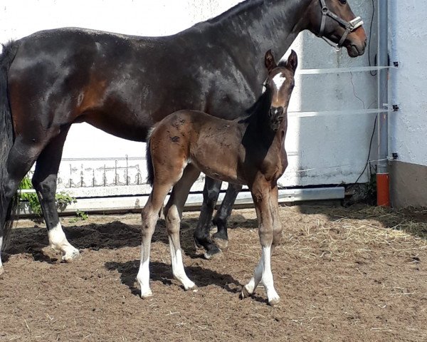 broodmare Sissi's Secret (Hanoverian, 2019, from Secret)