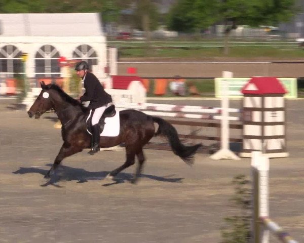 Reitturnier Hamm-Rhynern 2016