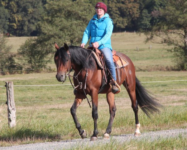 horse Bohemian (Arabian purebred, 2016, from QR Marc ox)