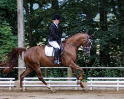 Dressurpferd Diva Rubin (Hannoveraner, 2014, von Diamond Hit)