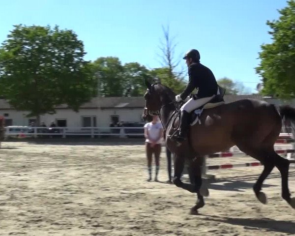 Reitturnier Köln-Seeberg 2016