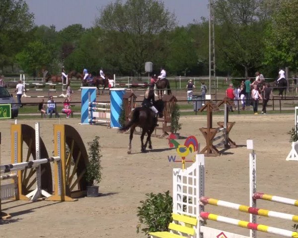 Reitturnier Hamm-Rhynern 2016