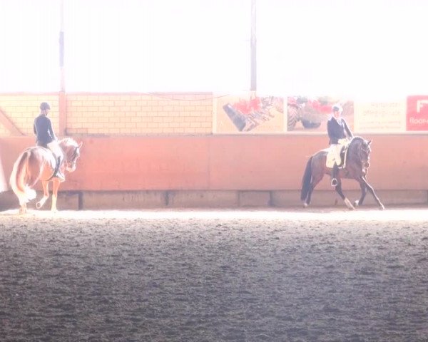 Reitturnier Hellefeld 2016