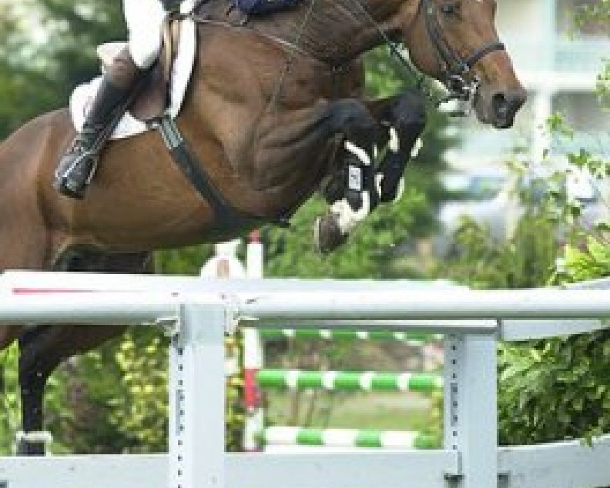 stallion Bolero de Brecey (Selle Français, 1989, from Le Tot de Semilly)