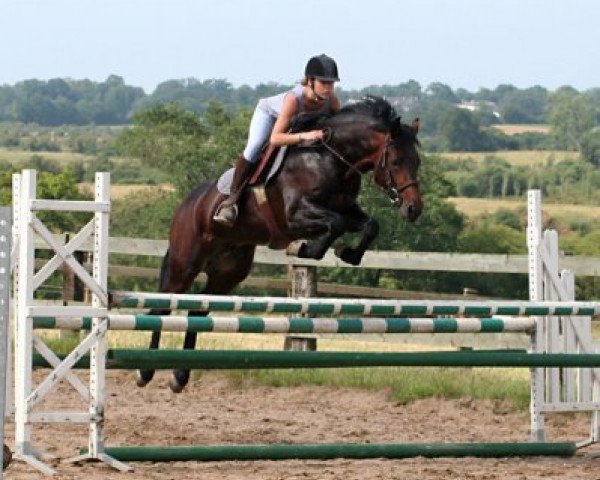 stallion Westide Mirah II (Connemara Pony, 2003, from Westside Mirah)