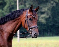 broodmare Cajana 7 (German Warmblood, 2016, from Cassilano)