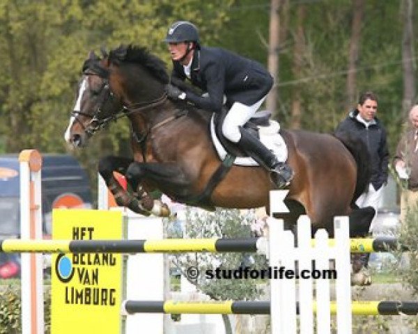 stallion Hooligan de Rosyl (Selle Français, 1995, from In Chala A) stallion Hooligan de Rosyl (Selle Français, 1995, from In Chala A)