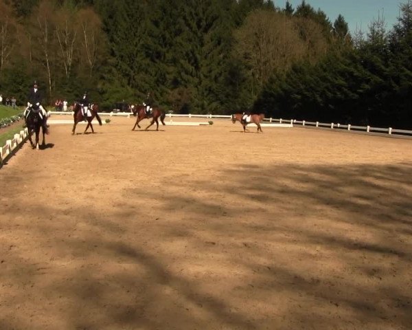 Reitturnier Halver 2016