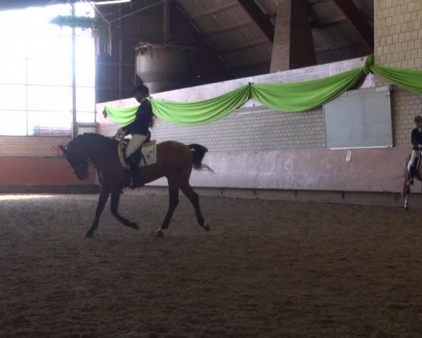 Reitturnier Hellefeld 2016