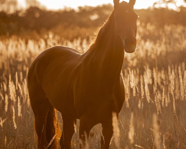 Springpferd Olivia 164 (Deutsches Sportpferd, 2011, von Contract)