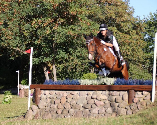 dressage horse Filippa (Oldenburg, 2009, from Farewell III)