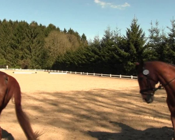Reitturnier Halver 2016
