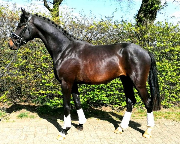 dressage horse Zaraphino (Oldenburg, 2018, from Zoom)