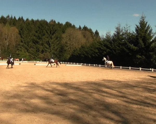 Reitturnier Halver 2016