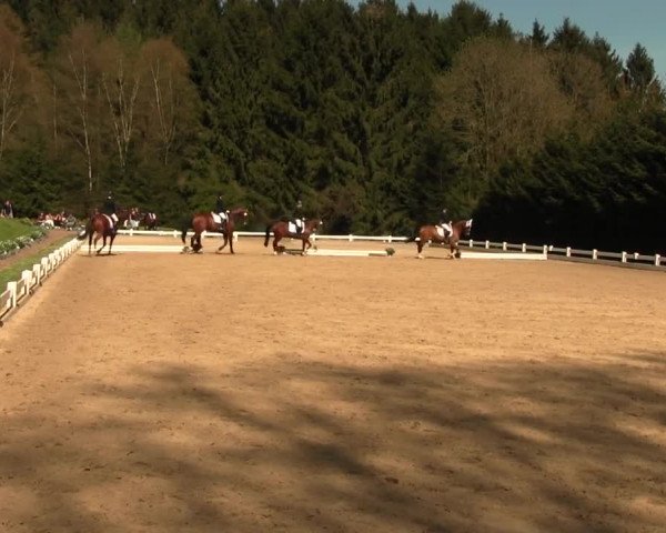 Reitturnier Halver 2016