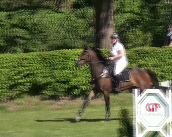 Reit- und Springturnier Jülich 2016