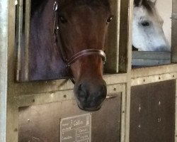 jumper Dotcom (German Riding Pony, 2007, from Prinsenhof's Dino)