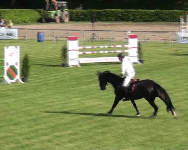Reit- und Springturnier Jülich 2016