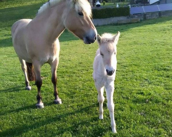 horse Holly (Fjord Horse, 2018, from Jonnson)