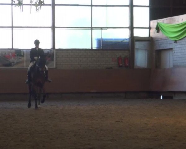 Reitturnier Hellefeld 2016