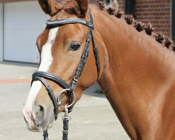 jumper Magic Cookie (German Riding Pony, 2016, from Magic Cornflakes)